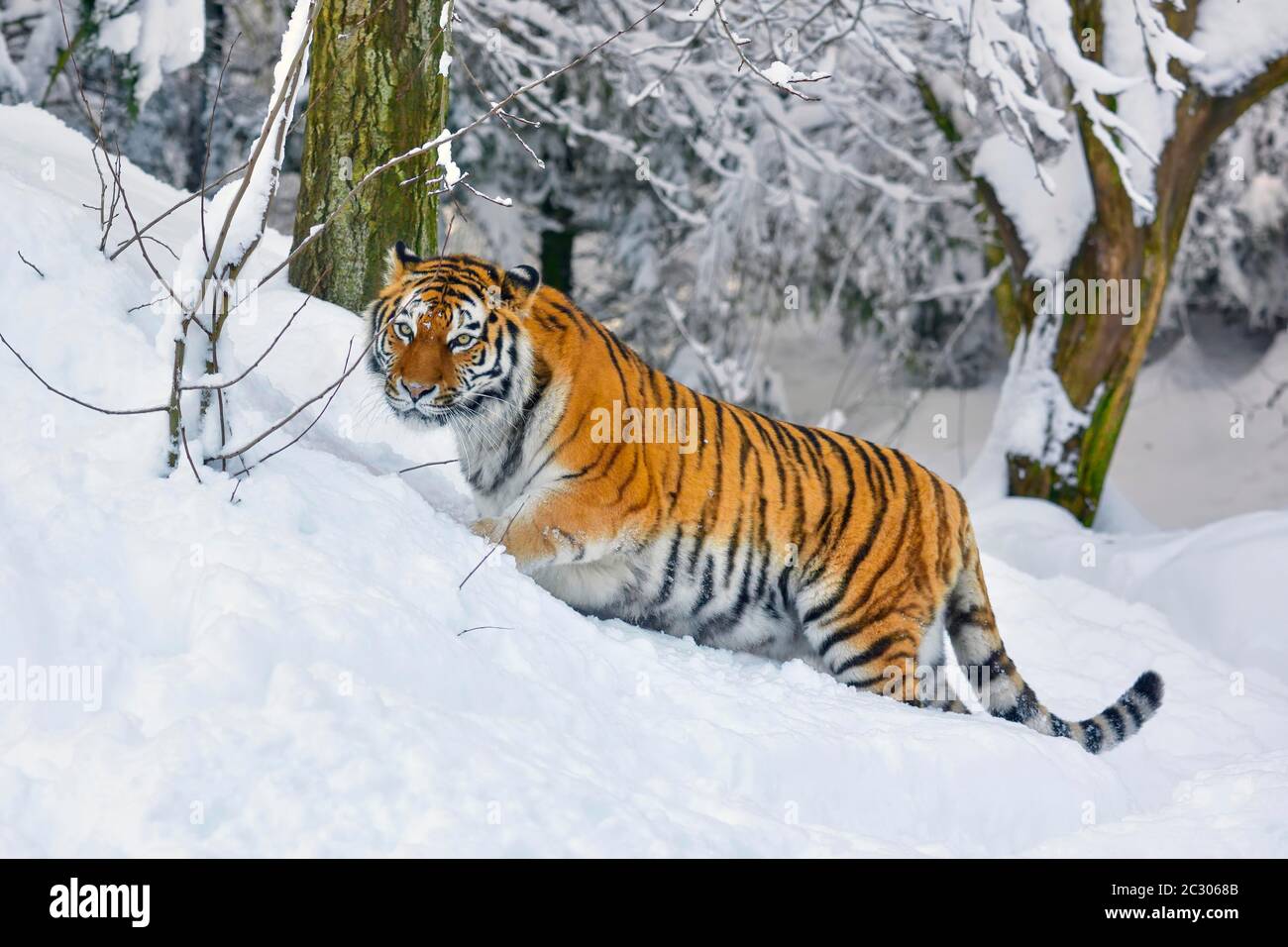 Tigre de Sibérie (Panthera tigris altaica), traverse une neige profonde, captive, Suisse Banque D'Images