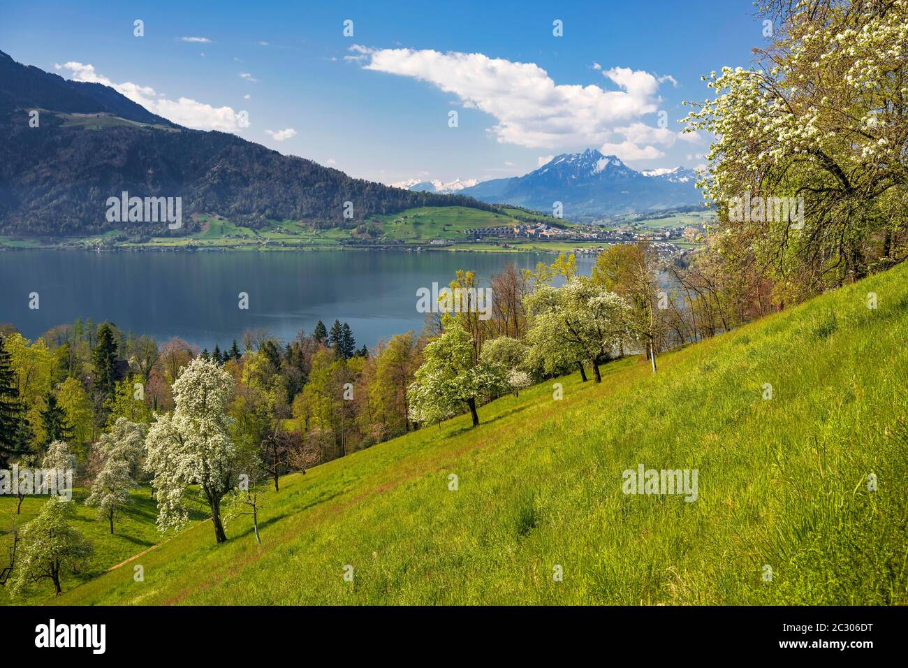 Vue sur le lac Zug et le mont Pilatus, avec des poiriers en fleurs (Pyrus communis), Walchwil, canton de Zug, Suisse Banque D'Images