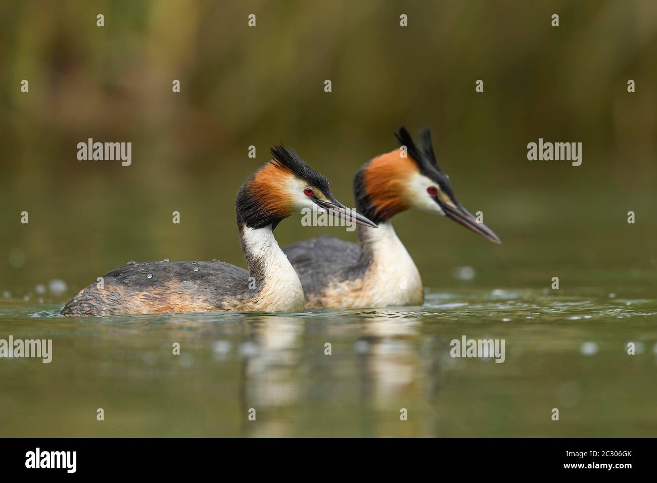 Grand grebe à crête (Podiceps cristatus), paire flottant, lac de Lucerne, canton de Lucerne, Suisse Banque D'Images