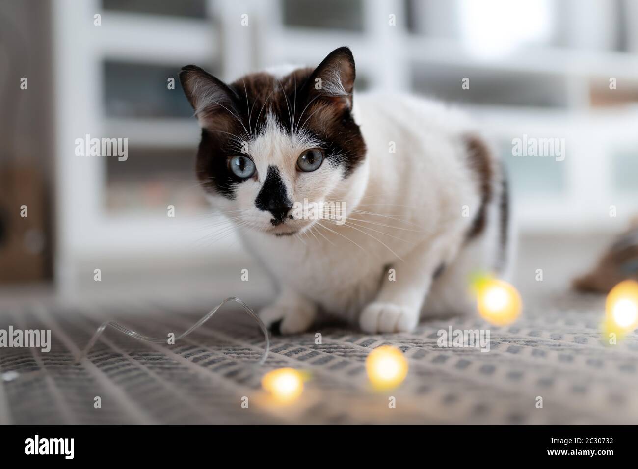 Oreiller Animal De Compagnie Banque D Image Et Photos Alamy