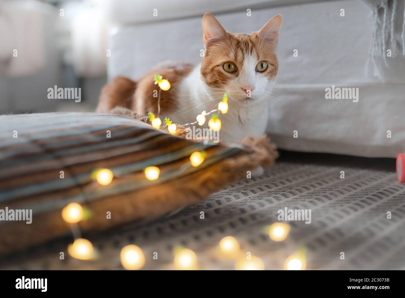 blanc chat et marron avec des yeux jaunes, se trouve sur le tapis devant une rangée de lumières à del Banque D'Images