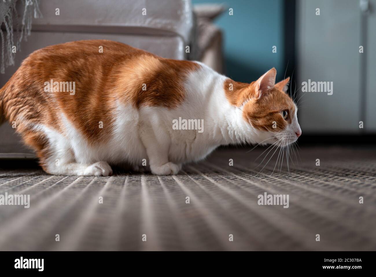 Le Chat Blanc Et Marron Sur Un Tapis Est En Position D Attaque Photo Stock Alamy Le Chat Blanc Et Marron Sur Un Tapis Est En Position D Attaque Photo Stock Alamy