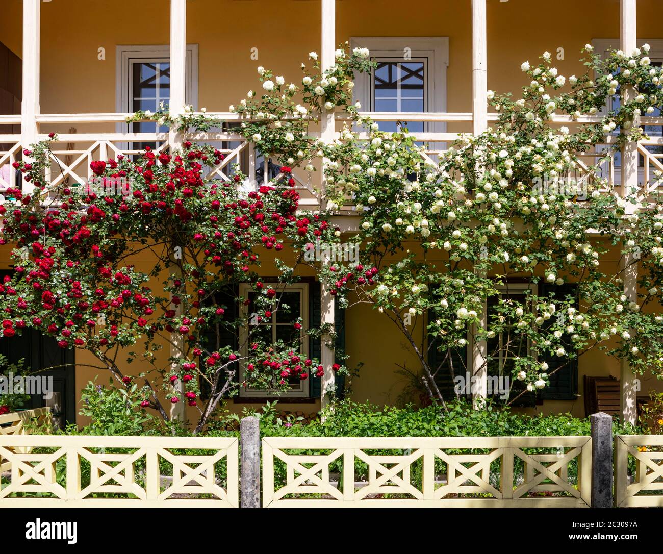 Façade de maison avec roses blanches et rouges, Bad Ischl, Salzkammergut, haute-Autriche, Autriche Banque D'Images