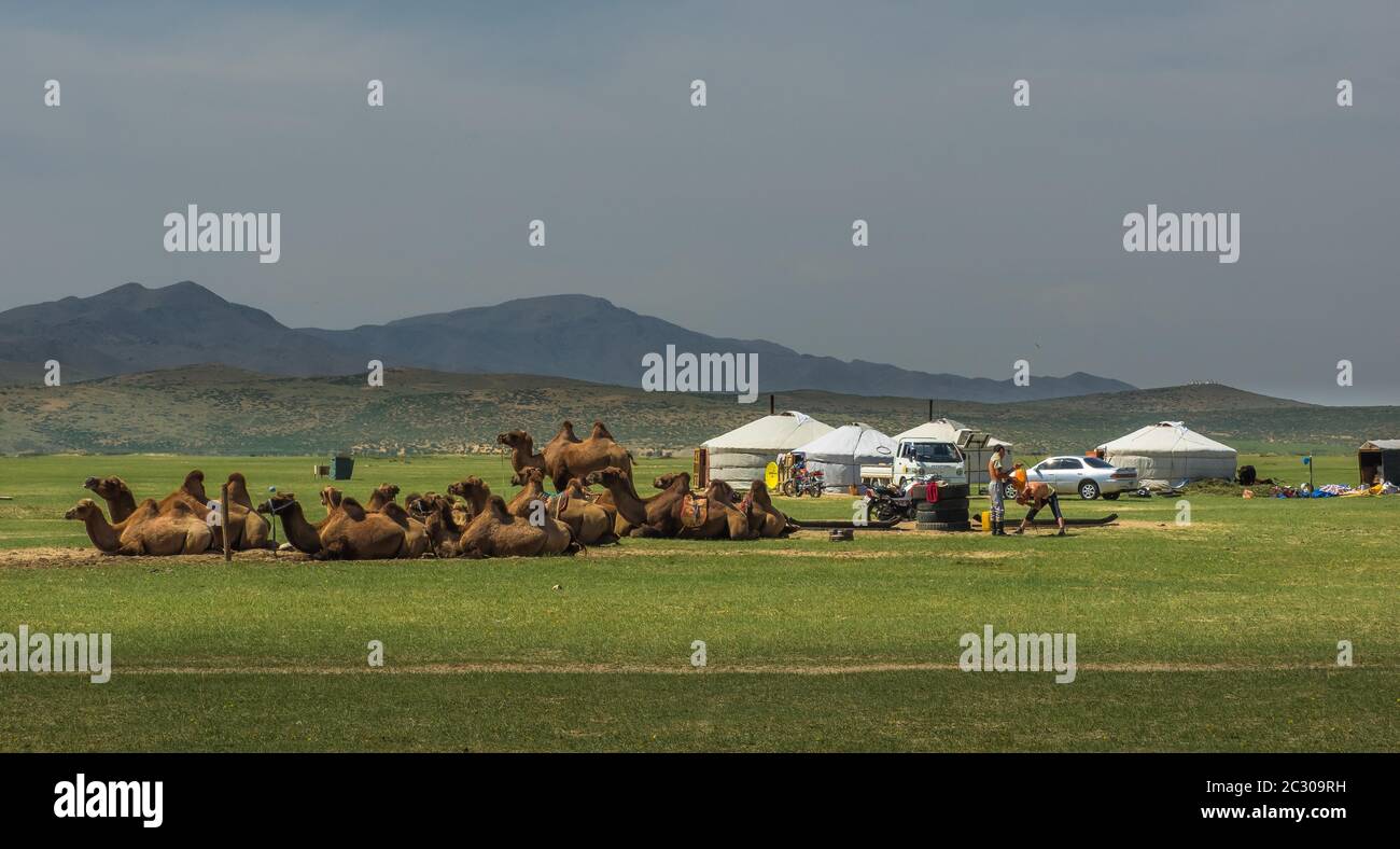Chameaux de repos, vie des nomades, steppe mongole, province de Bulgan, Mongolie Banque D'Images