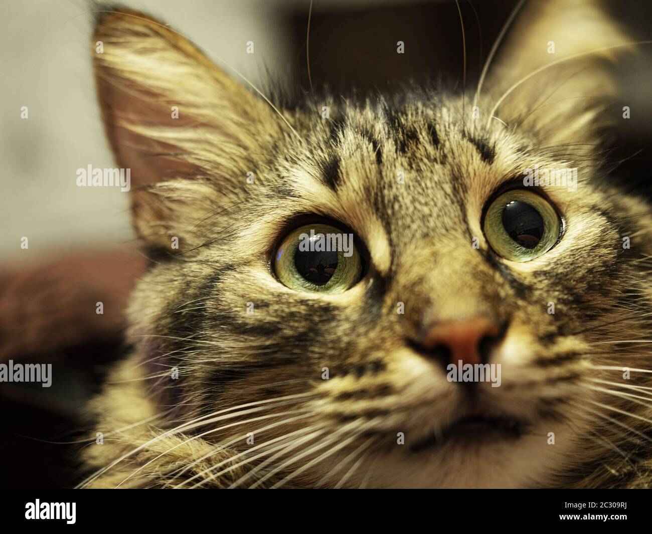 Chat Museau Banque De Photographies Et D Images A Haute Resolution Alamy