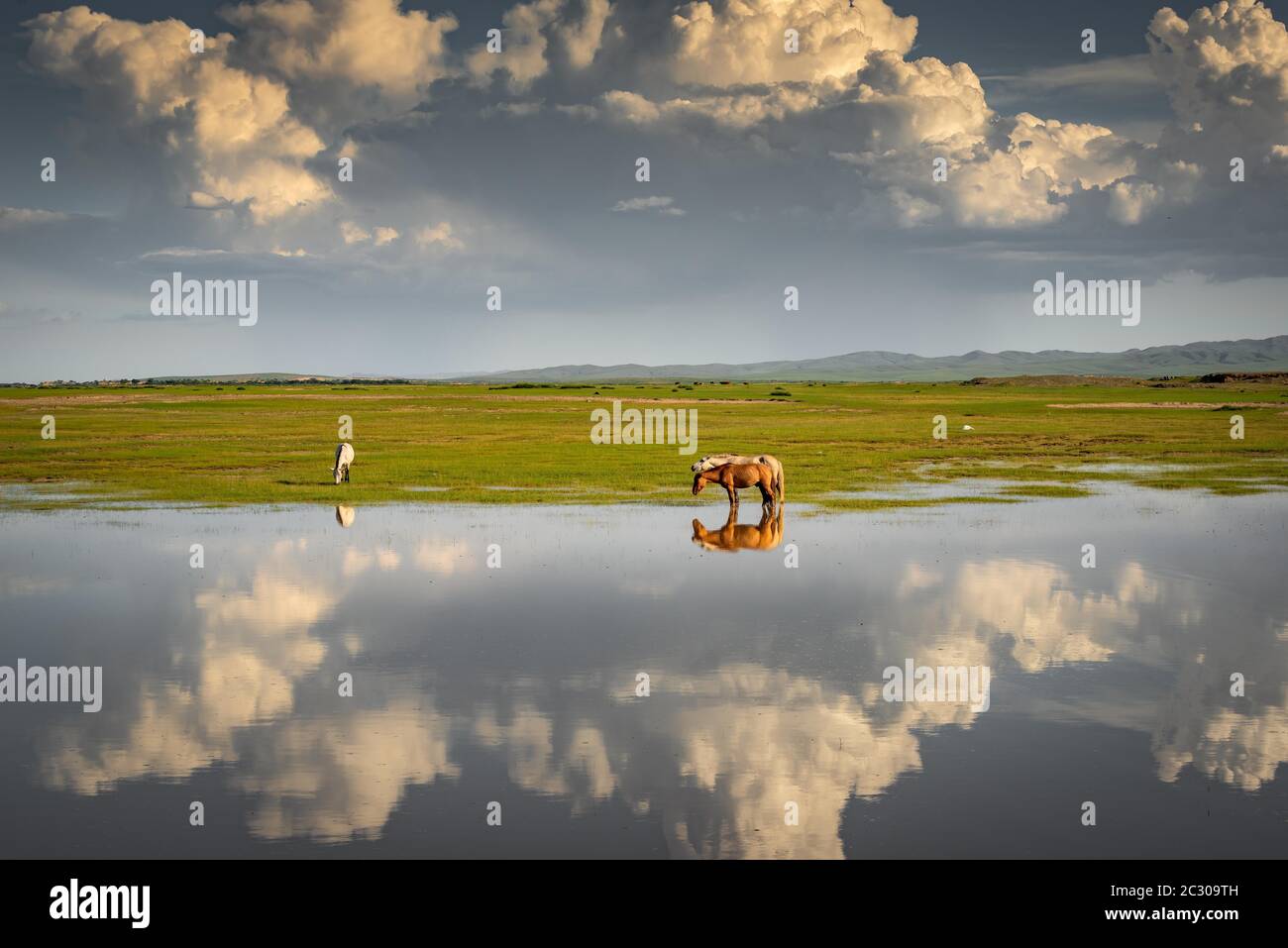 Réflexion de chevaux dans l'eau, pâturage vert, province de Bulgan, Mongolie Banque D'Images