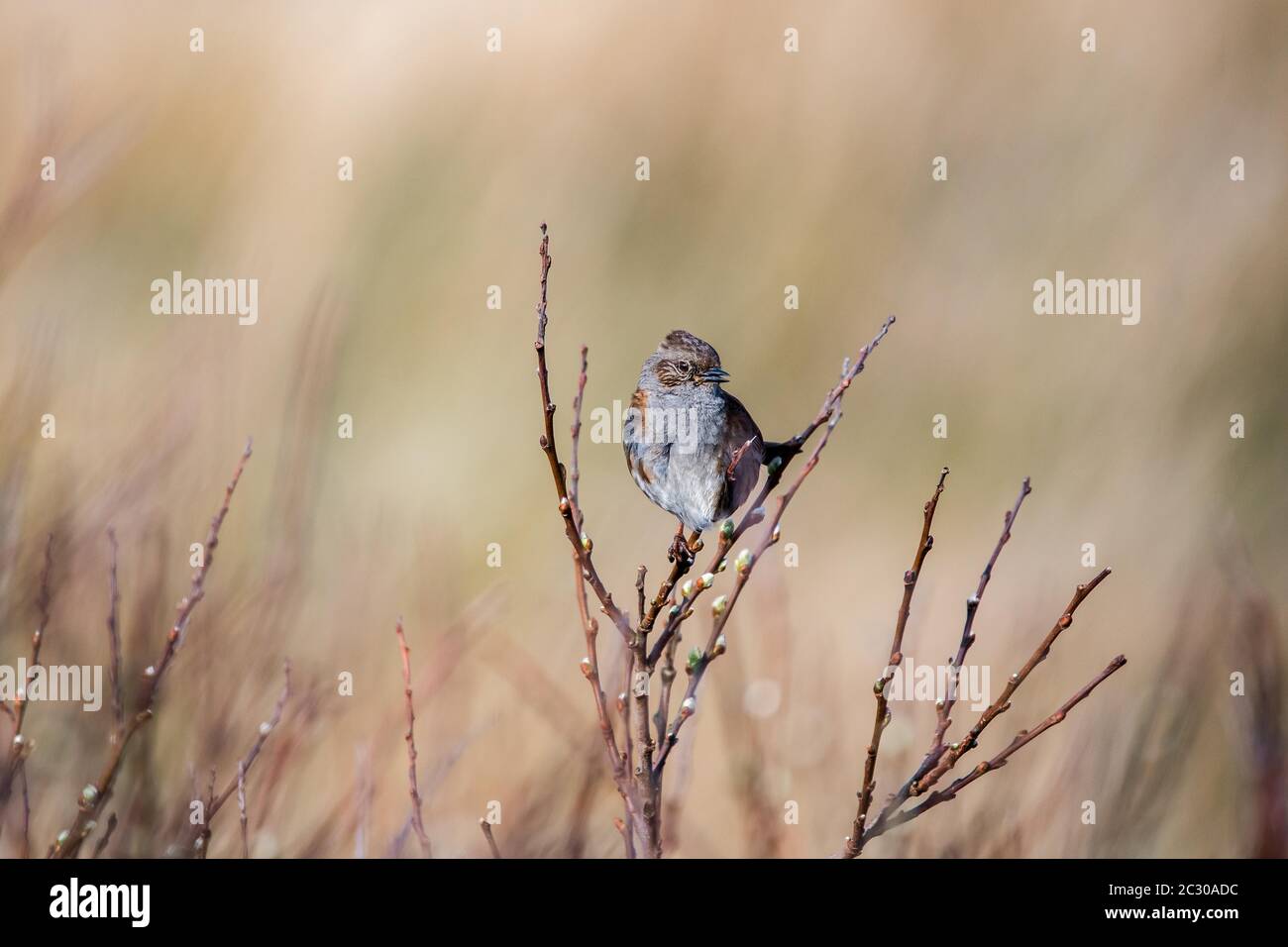 Dunnock (Prunella modularis), assis sur un banc, Comté de Galway, Irlande Banque D'Images