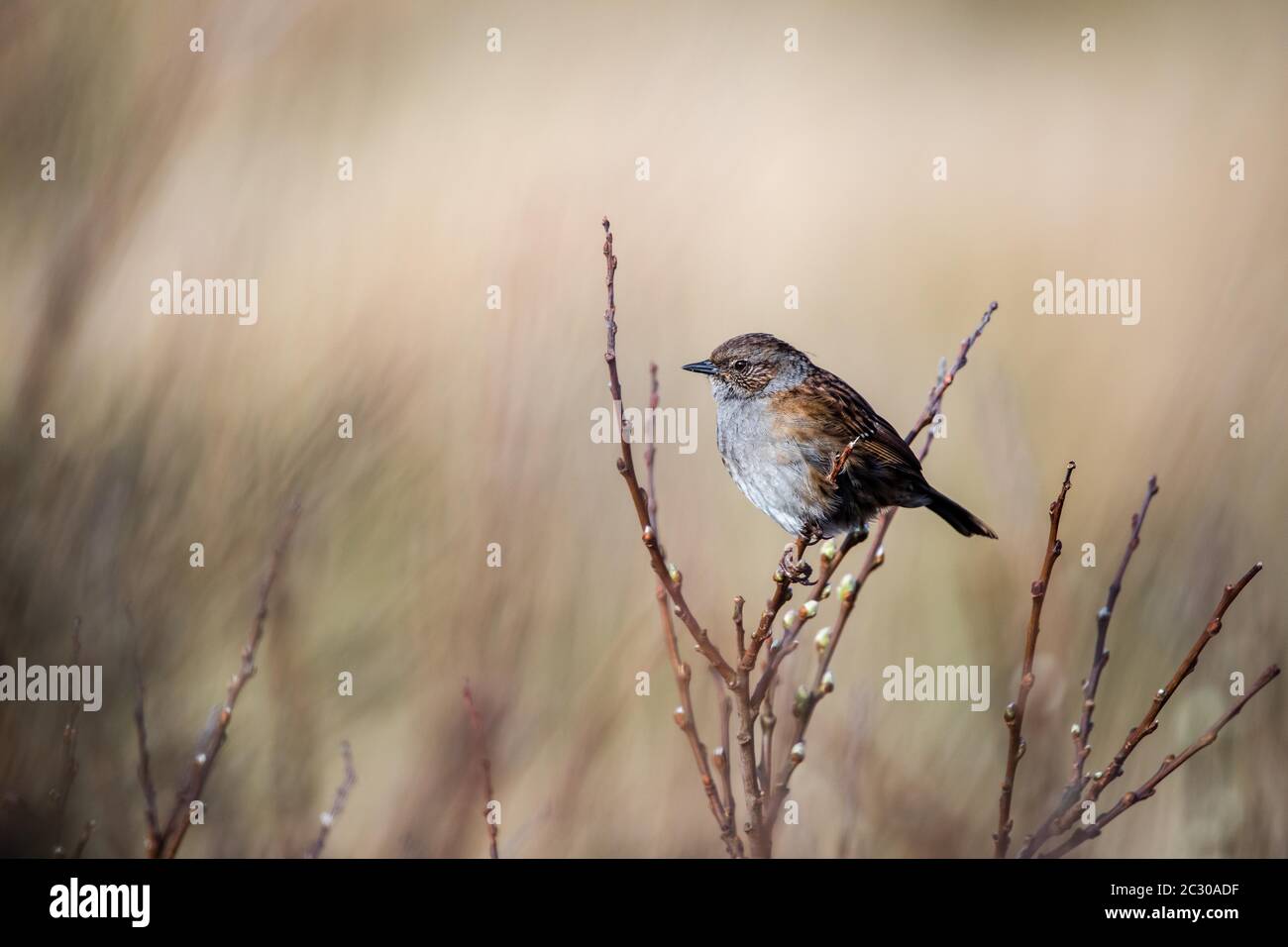 Dunnock (Prunella modularis), assis sur un banc, Comté de Galway, Irlande Banque D'Images