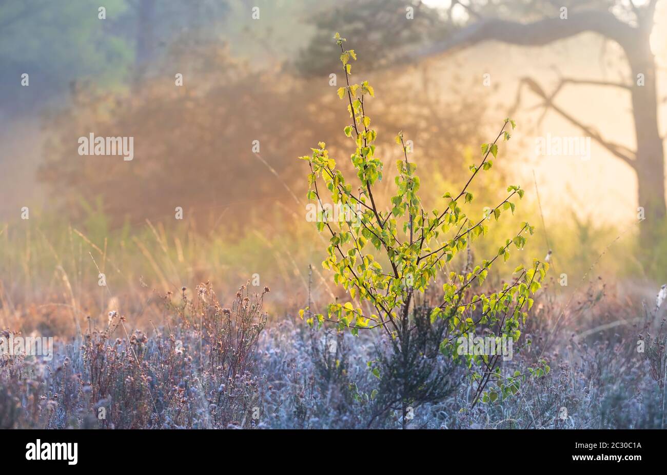 petit bouleau dans l'ombre sur le lever de soleil doré et brumeux Banque D'Images
