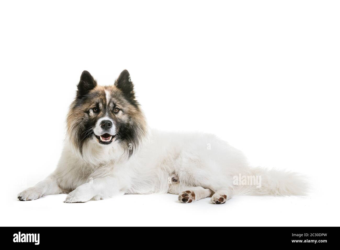 Chien Assis Sur Toute La Longueur