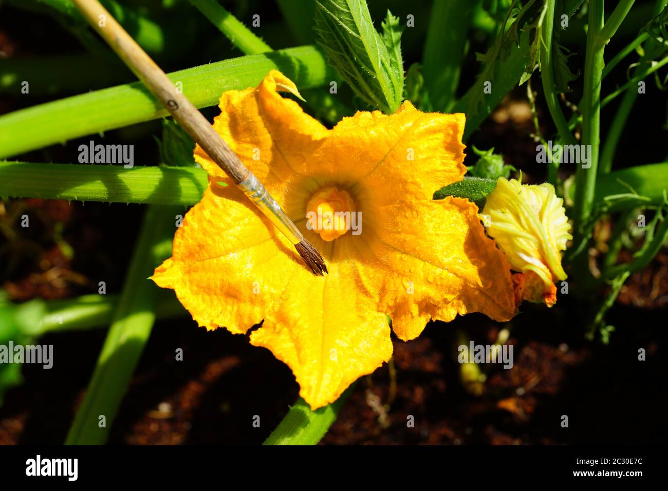 Pollinisation manuelle des fleurs de courgettes avec un pinceau Photo Stock  - Alamy