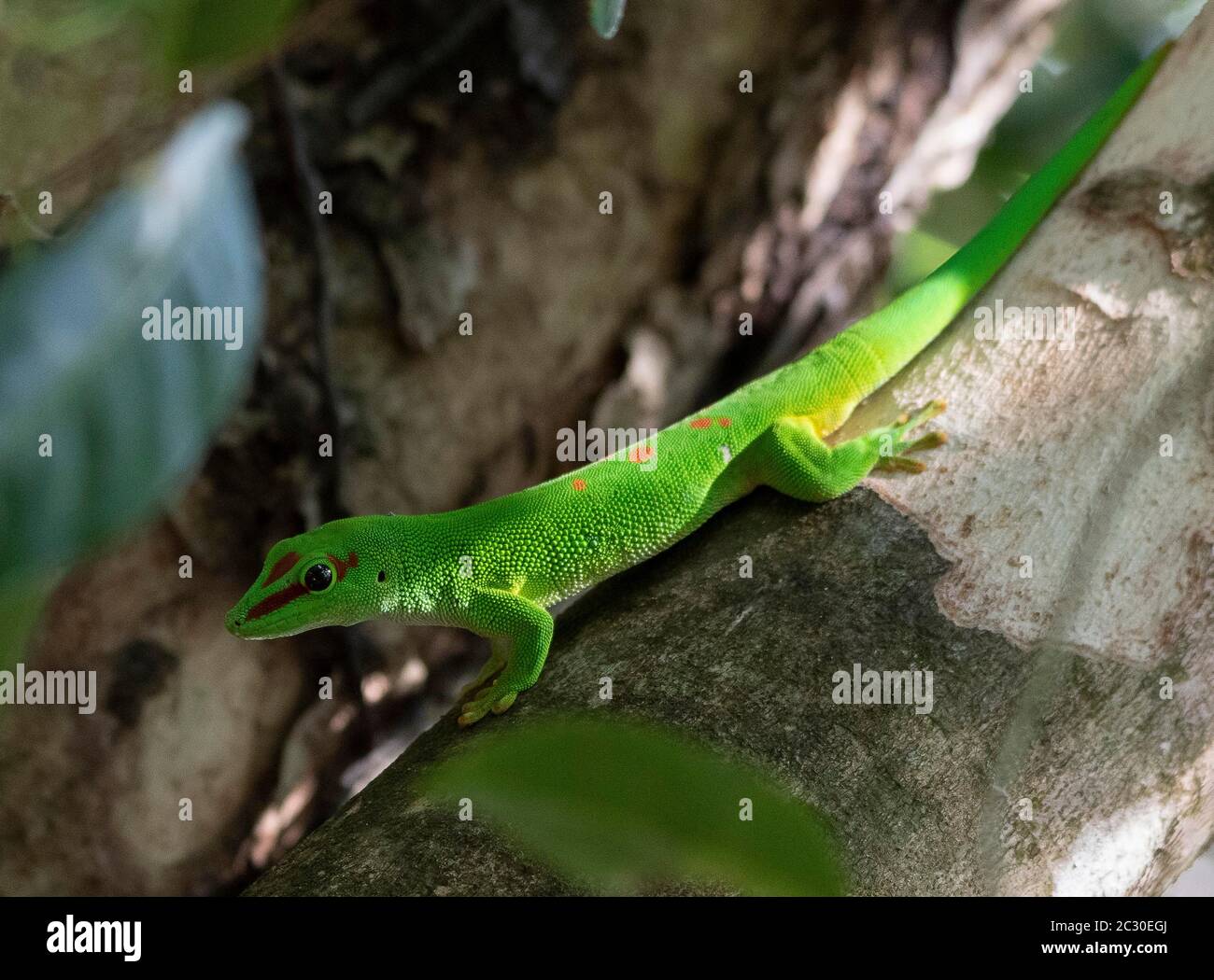 Grand gecko malgache (Phelsuma grandis) dans les forêts tropicales de la côte est de Madagascar, Madagascar Banque D'Images