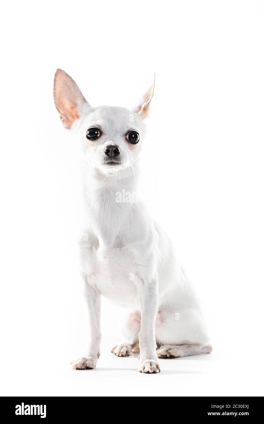 Vue latérale complète du chien de bord de Chihuahua assis sur fond blanc Banque D'Images