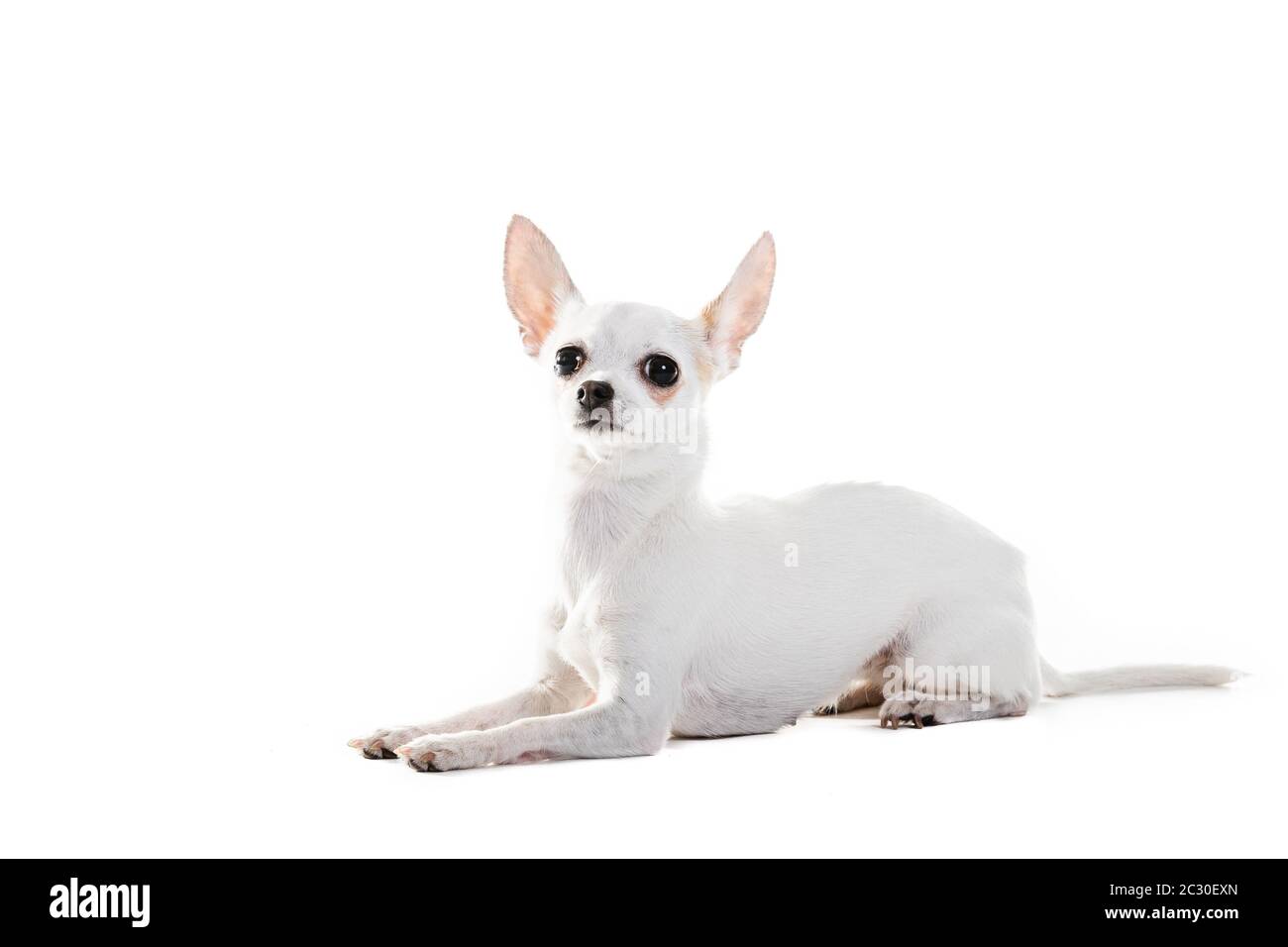Vue latérale complète du chien de bord de Chihuahua assis sur fond blanc Banque D'Images
