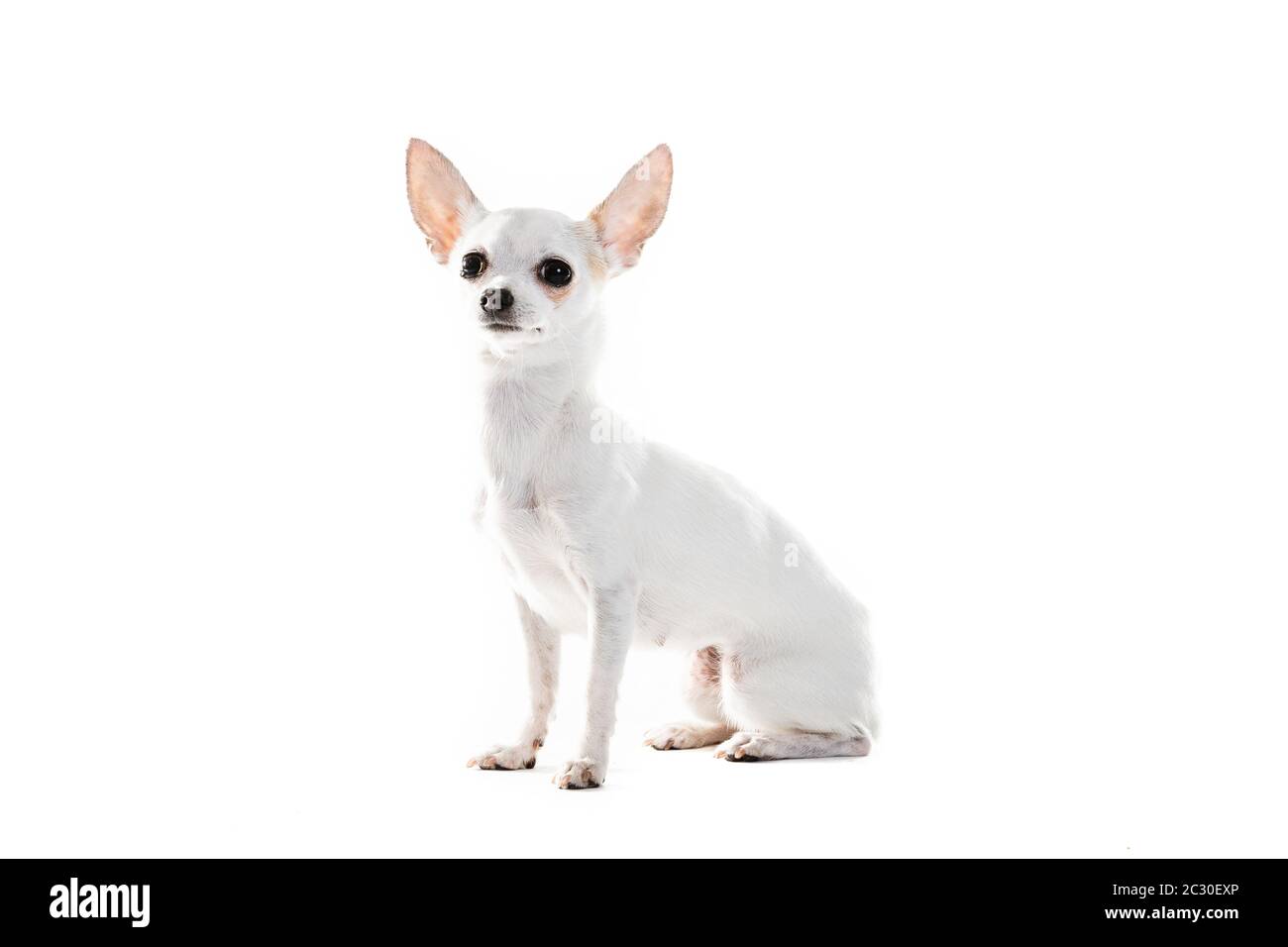 Vue latérale complète du chien de bord de Chihuahua assis sur fond blanc Banque D'Images