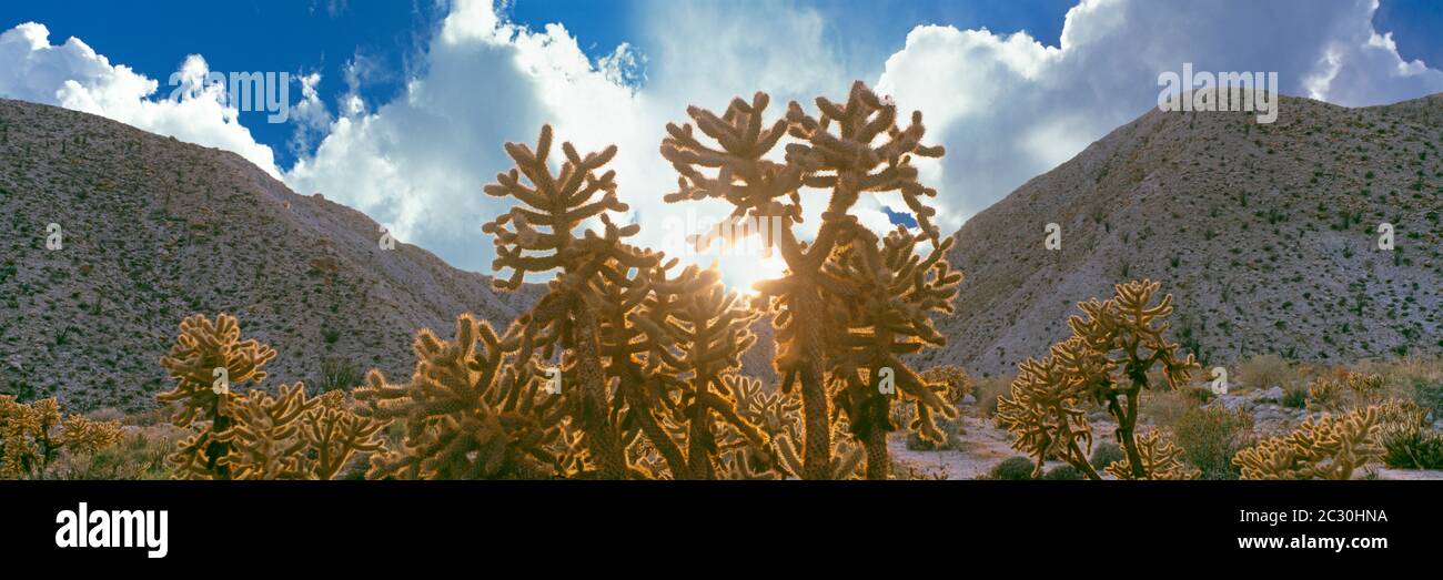 La corolle d'or (Cylindropuntia echinocarpa), gorge indienne, parc national du désert d'Anza Borrego, Californie, États-Unis Banque D'Images