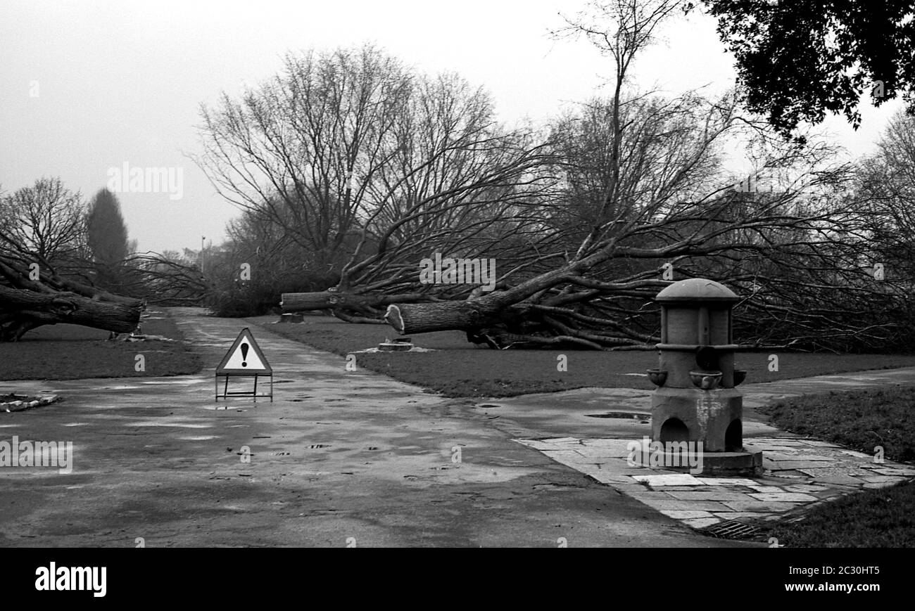 AJAXNETPHOTO. FÉVRIER 1976. SOUTHSEA, PORTSMOUTH, ANGLETERRE. - OBTENIR LE CHOP - UNE AVENUE D'ARBRES MATURES ELM MENANT DE LA TERRASSE DE SOUTHSEA À TRAVERS LE COMMUN VERS LE QUAI ÉTANT ABATTU À CAUSE DE LA MALADIE ELM.PHOTO:JONATHAN EASTLAND/AJAX REF:760402 14A 19A Banque D'Images