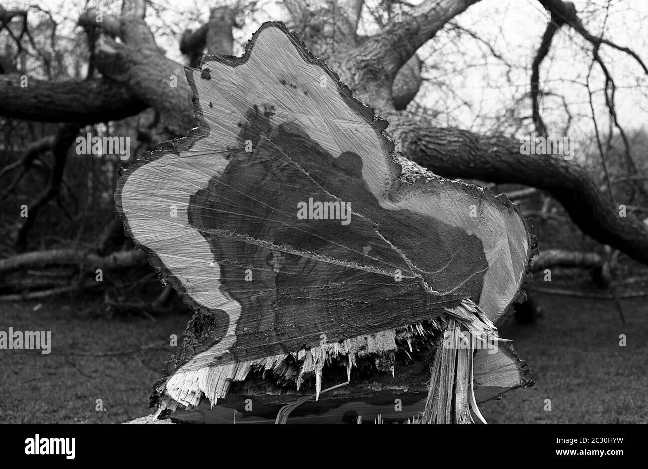 AJAXNETPHOTO. FÉVRIER 1976. SOUTHSEA, PORTSMOUTH, ANGLETERRE. - OBTENIR LE CHOP - LES ARBRES MATURES ELM MENANT DE LA TERRASSE DE SOUTHSEA À TRAVERS LE COMMUN VERS LE QUAI S'EST ABATTU À CAUSE DE LA MALADIE ELM.PHOTO:JONATHAN EASTLAND/AJAX REF:760402 17 14A Banque D'Images