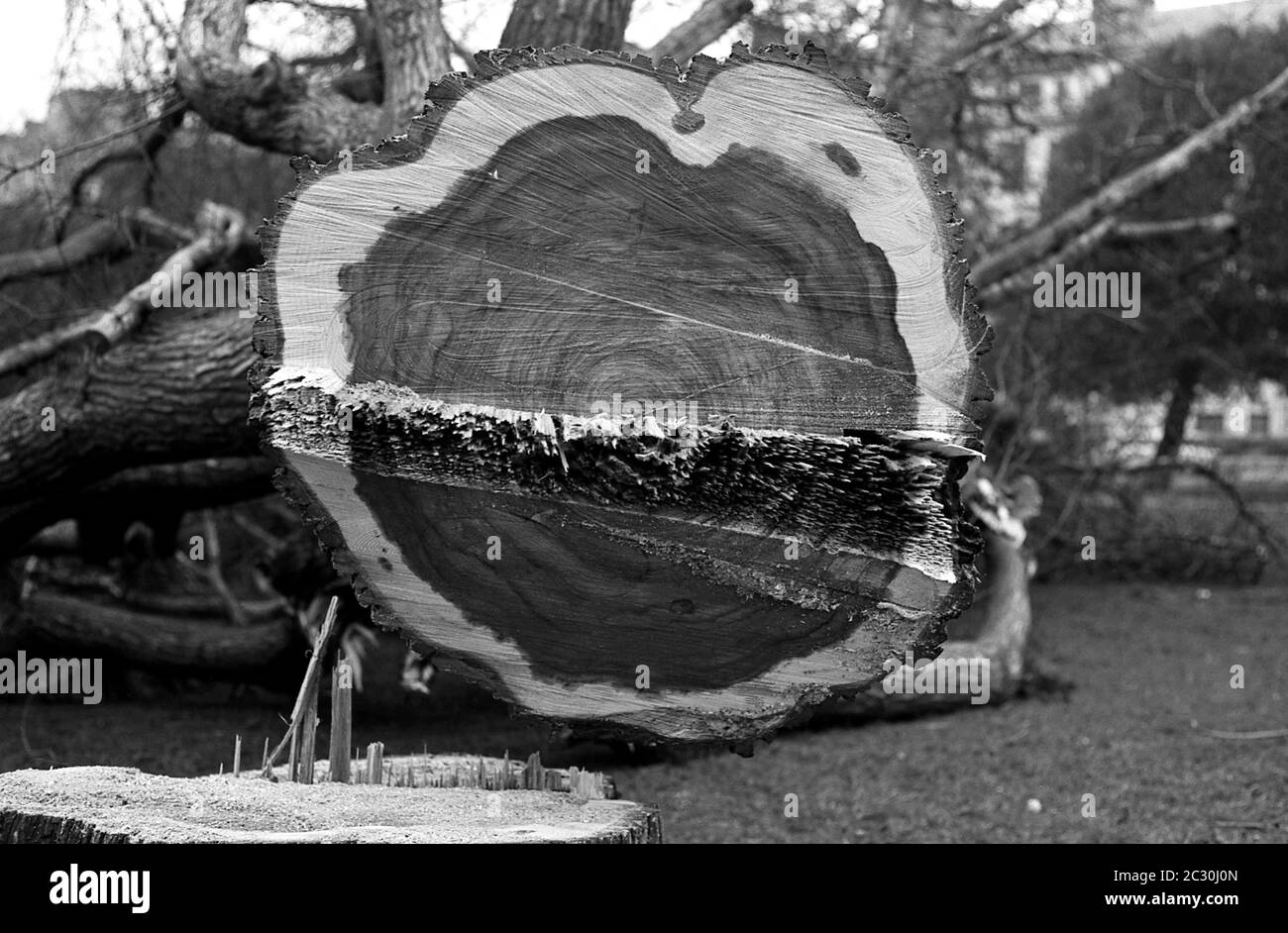 AJAXNETPHOTO. FÉVRIER 1976. SOUTHSEA, PORTSMOUTH, ANGLETERRE. - OBTENIR LE CHOP - LES ARBRES MATURES ELM MENANT DE LA TERRASSE DE SOUTHSEA À TRAVERS LE COMMUN VERS LE QUAI S'EST ABATTU À CAUSE DE LA MALADIE ELM.PHOTO:JONATHAN EASTLAND/AJAX REF:760402 20 16A Banque D'Images
