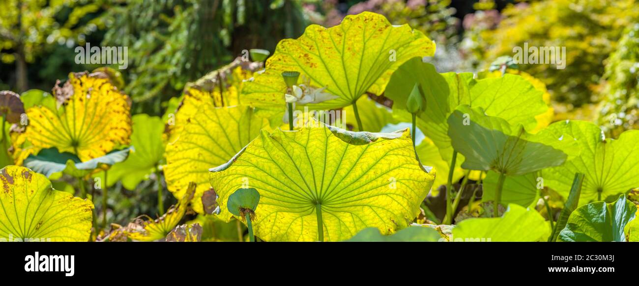 Feuilles de fleurs de Lotus, États-Unis Banque D'Images