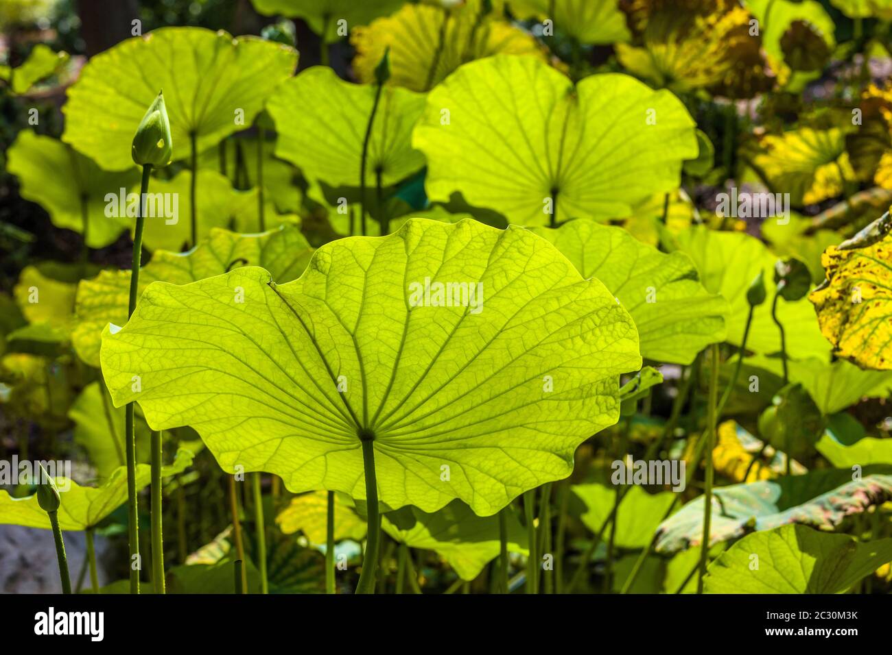 Feuilles de fleurs de Lotus, États-Unis Banque D'Images
