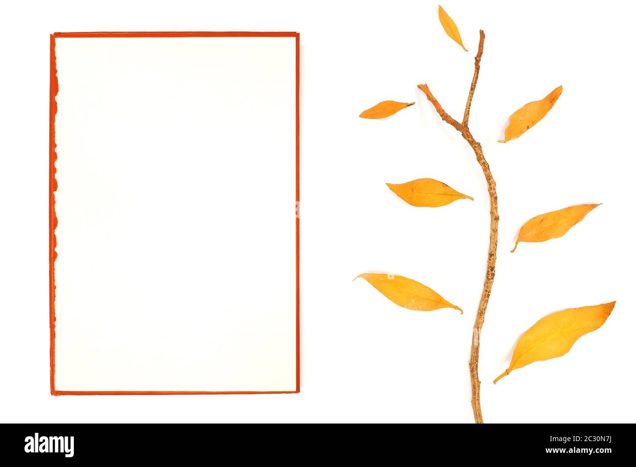 L'automne, orange vif, laisse le papier se démousselant sur fond blanc. Banque D'Images