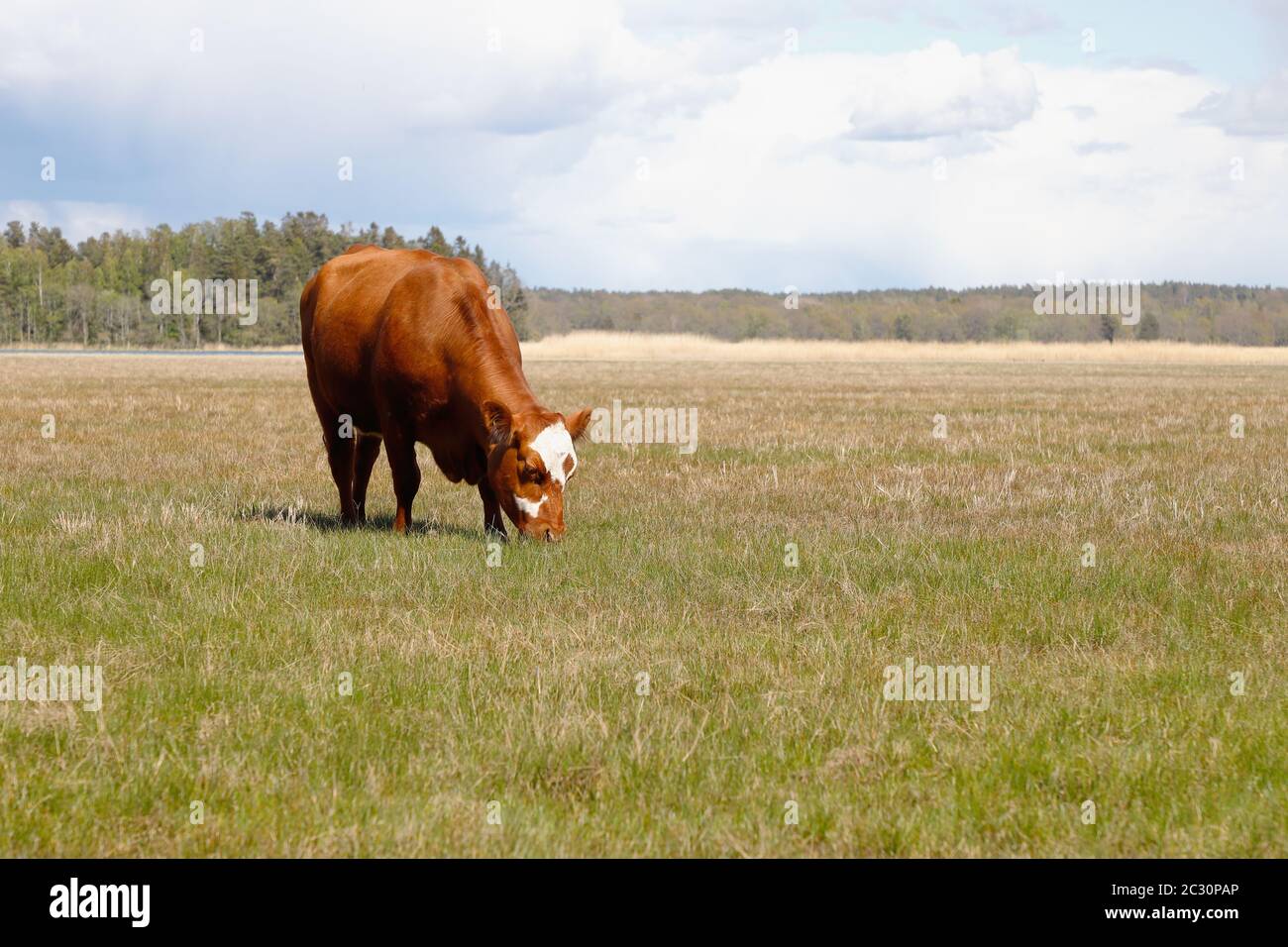 Une vache qui broutage dans la prairie à côté de la mer. Le paysage est maintenu ouvert. Banque D'Images