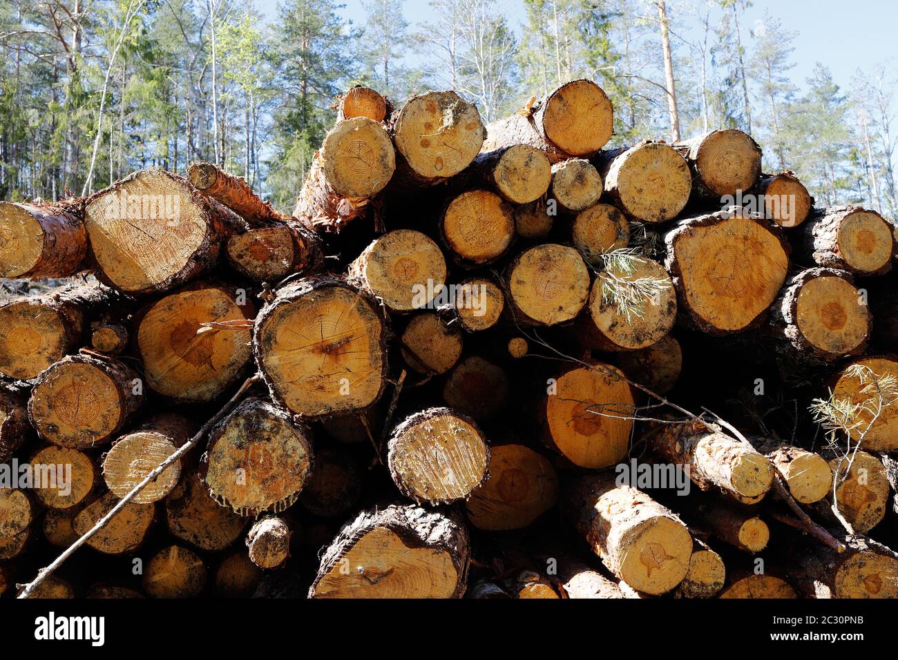 Une pile de billes en face de la forêt. Banque D'Images