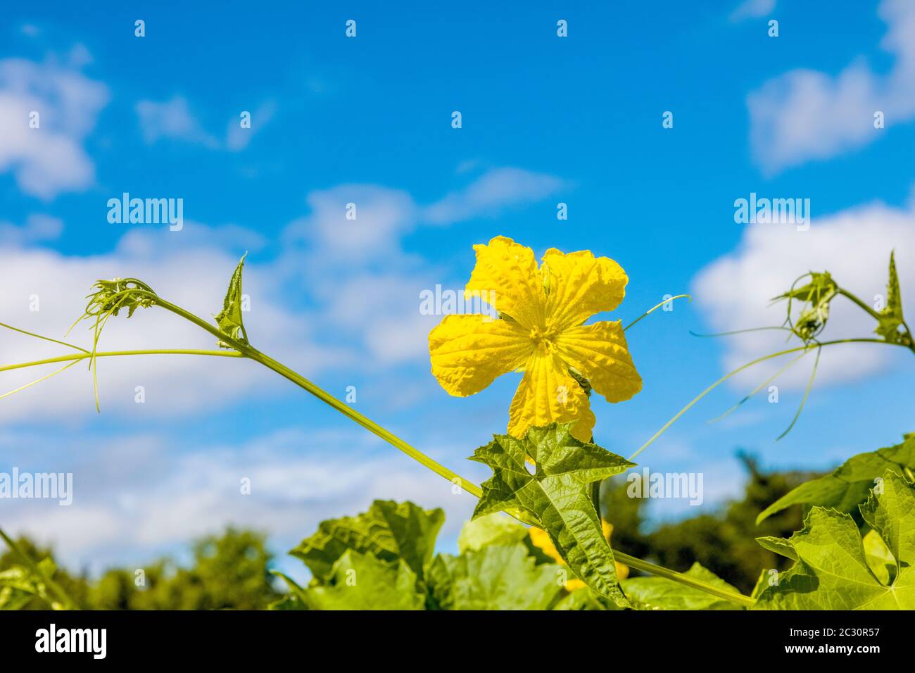 Gros plan de la fleur, Corning, New York, États-Unis Banque D'Images