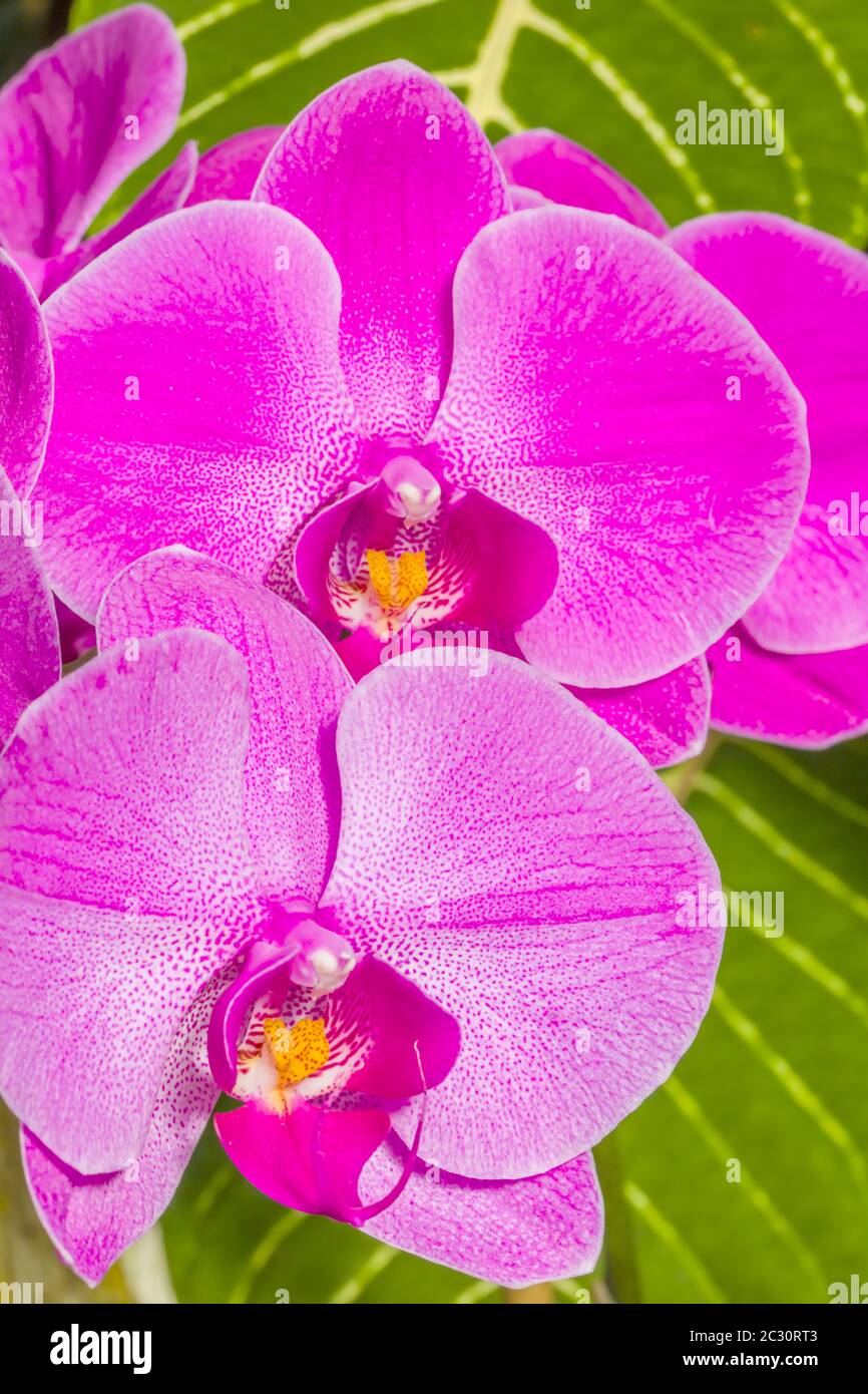 Gros plan de fleurs d'orchidées, Sarasota, Floride, États-Unis Banque D'Images