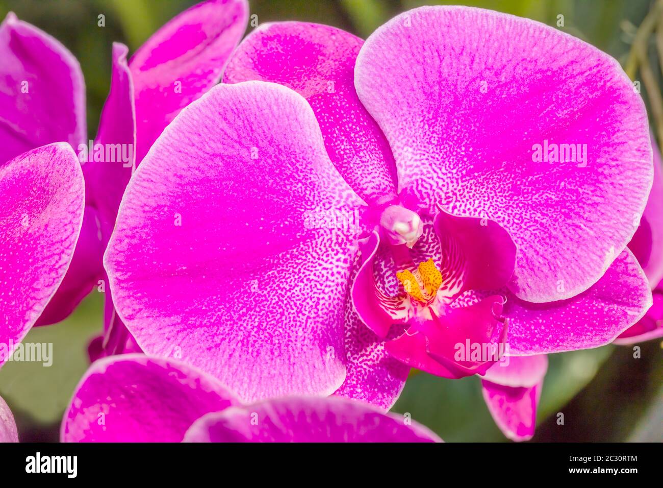 Gros plan de fleurs d'orchidées, Sarasota, Floride, États-Unis Banque D'Images
