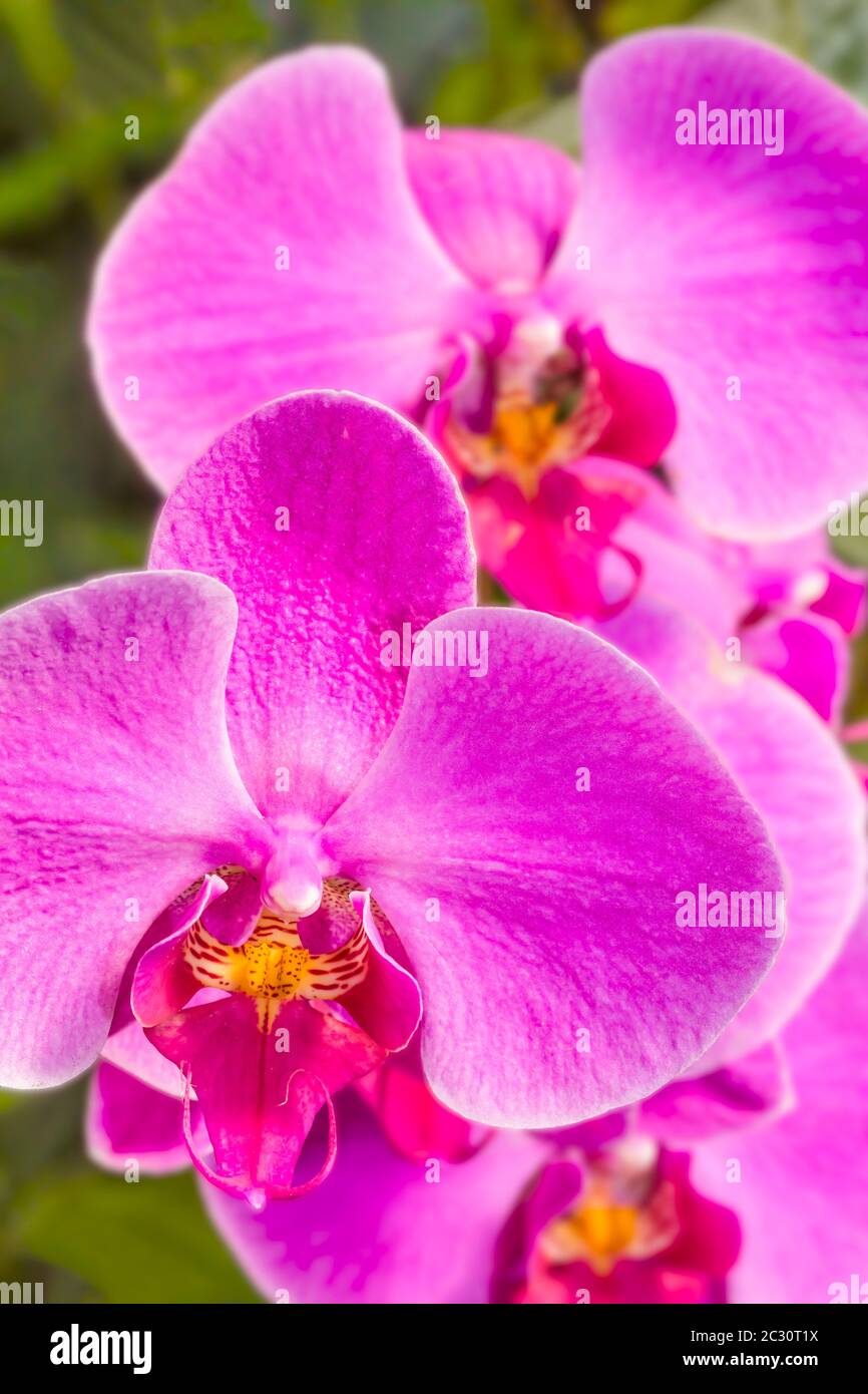 Gros plan de fleurs d'orchidées, Sarasota, Floride, États-Unis Banque D'Images