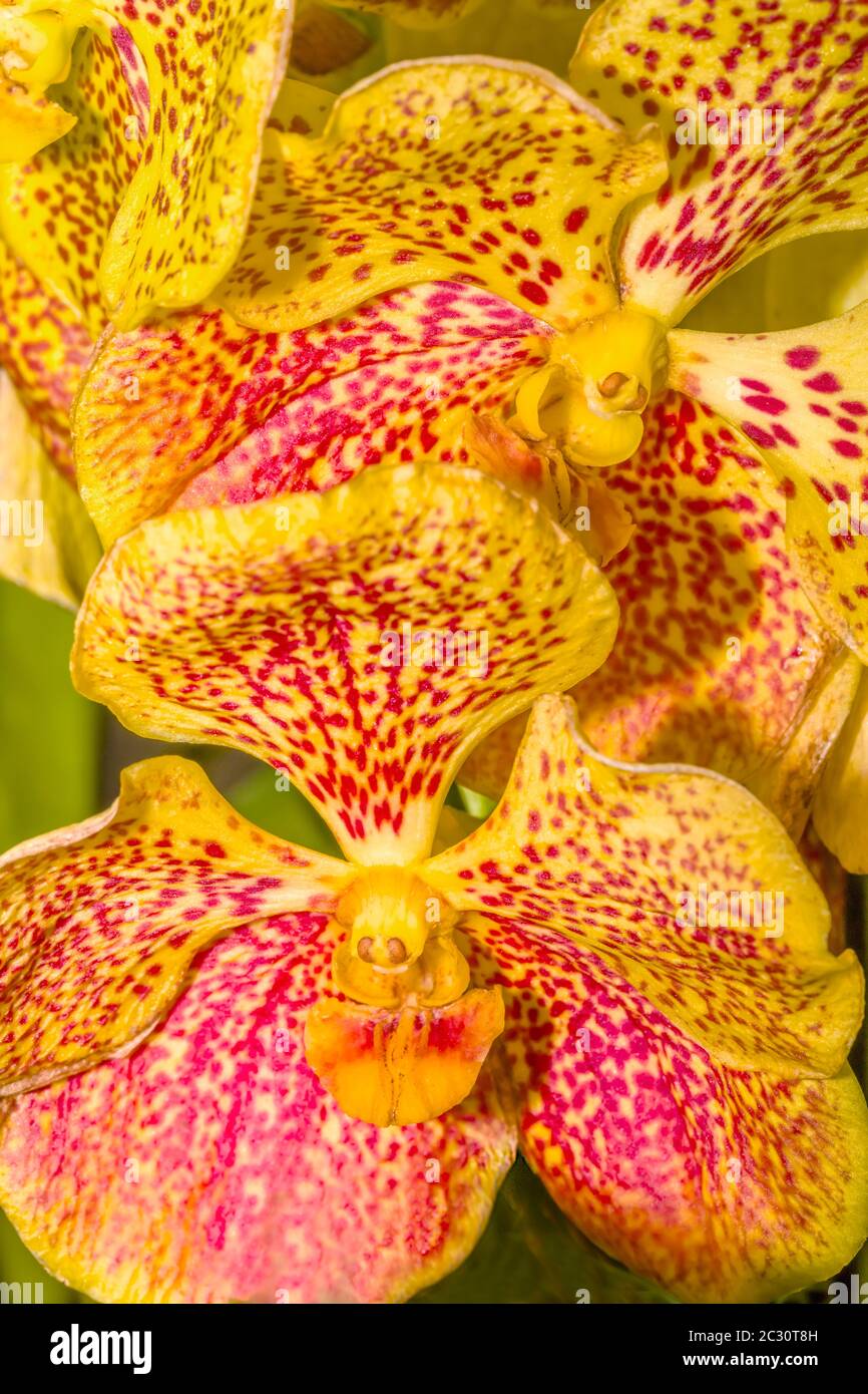 Gros plan de fleurs d'orchidées, Sarasota, Floride, États-Unis Banque D'Images