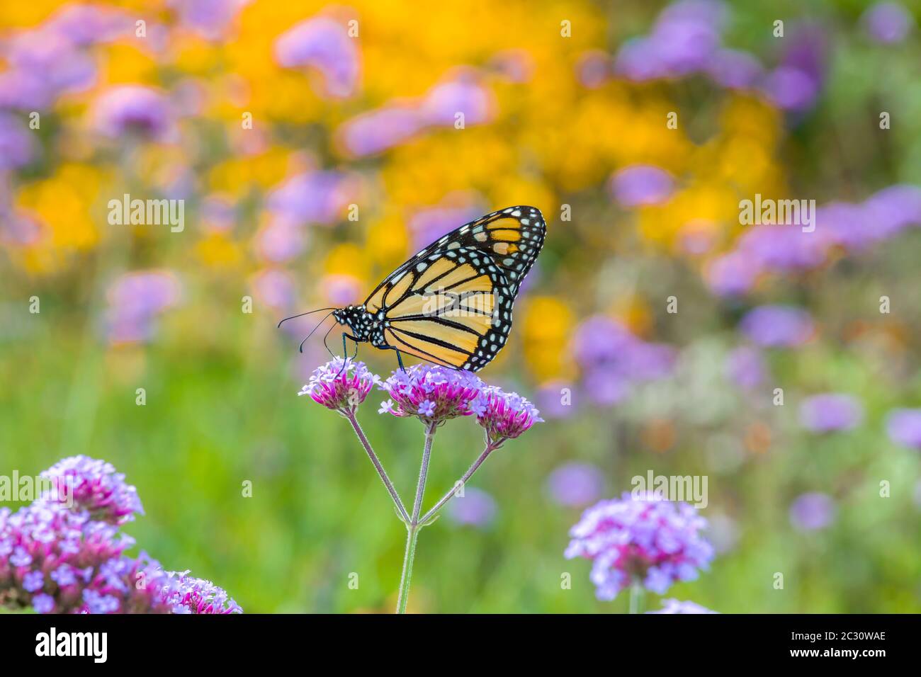 Gros plan du papillon monarque (Danaus plexippus) sur la fleur sauvage, port de Boothbay, Maine, États-Unis Banque D'Images