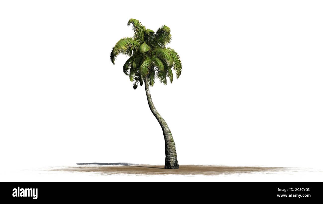 Palmier à noix de coco sur une zone de sable Banque D'Images