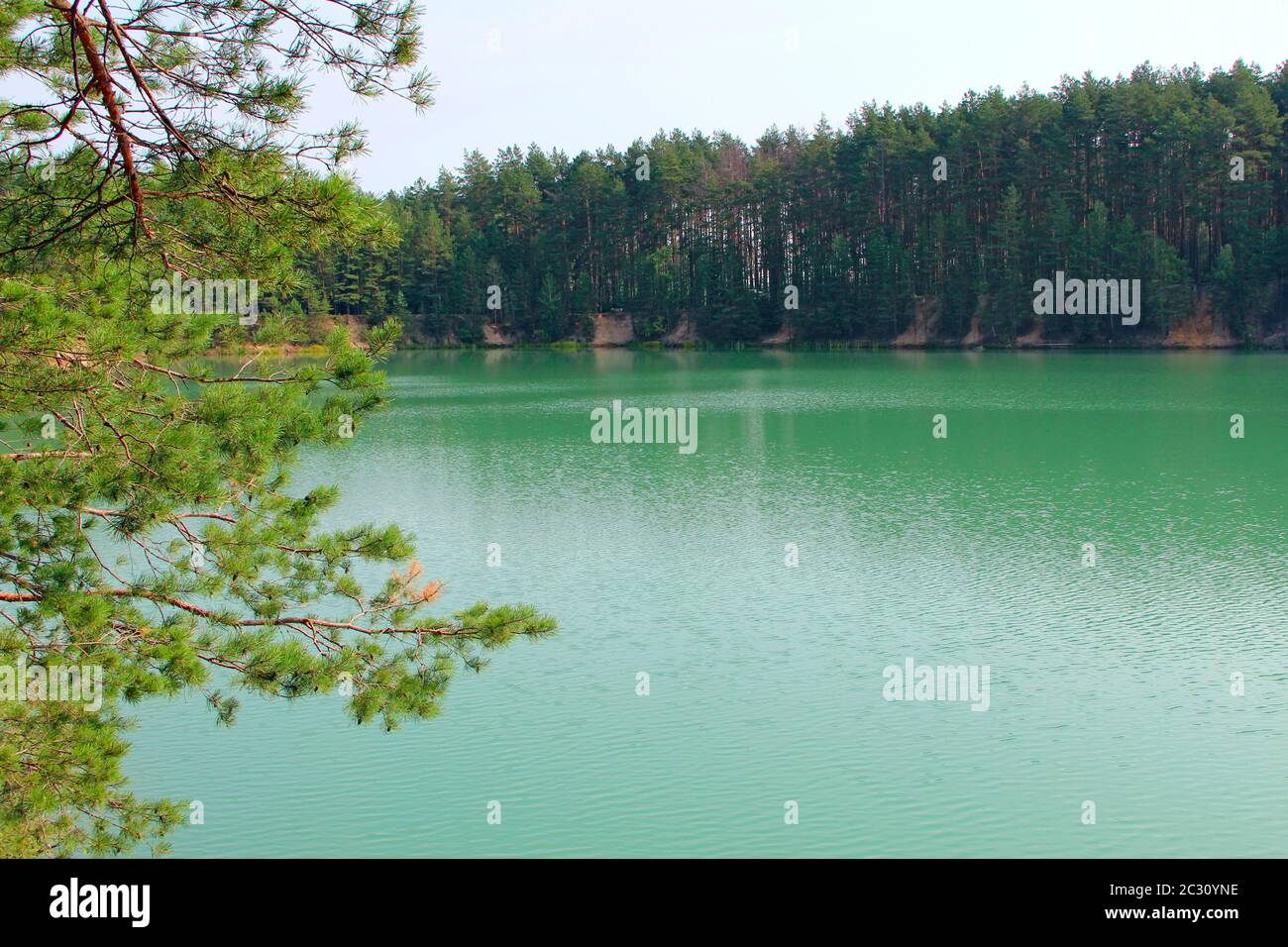 Belle forêt lac avec de l'eau émeraude dans la forêt de pins. Superbe vue naturelle. Panorama de l'eau. La nature sauvage Banque D'Images