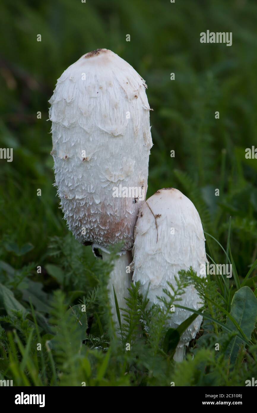 Deux bouchons d'encre frais (Coprinus comatus) qui poussent côte à côte Banque D'Images