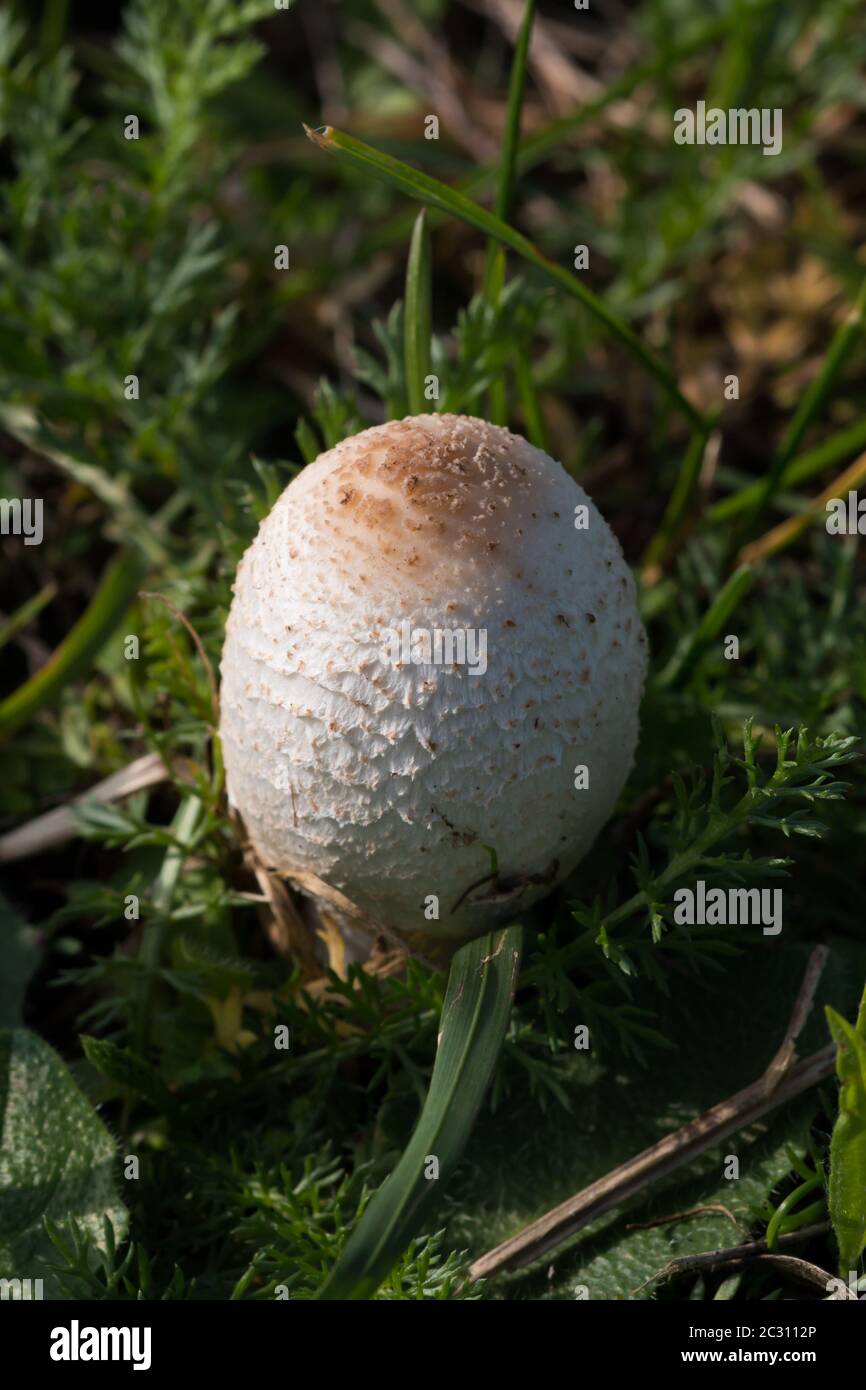 Bouchon à encre fraîche et déchiqueante (Coprinus comatus) poussant dans les prairies Banque D'Images
