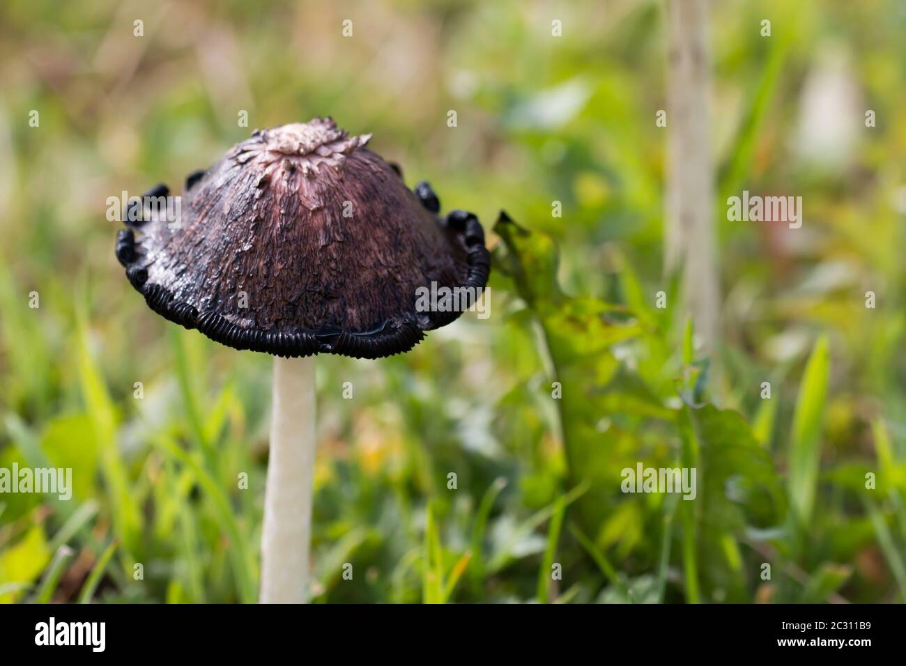 Bouchon à encre déchiqueante (Coprinus comatus) sur les prairies Banque D'Images