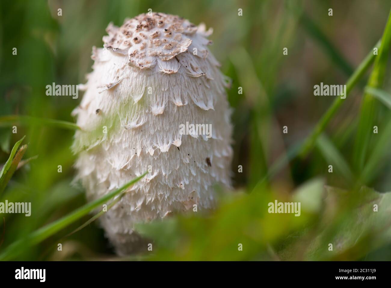 Vue rapprochée d'un bouchon d'encre frais et déchiqueteux (Coprinus comatus) qui pousse entre les herbes Banque D'Images