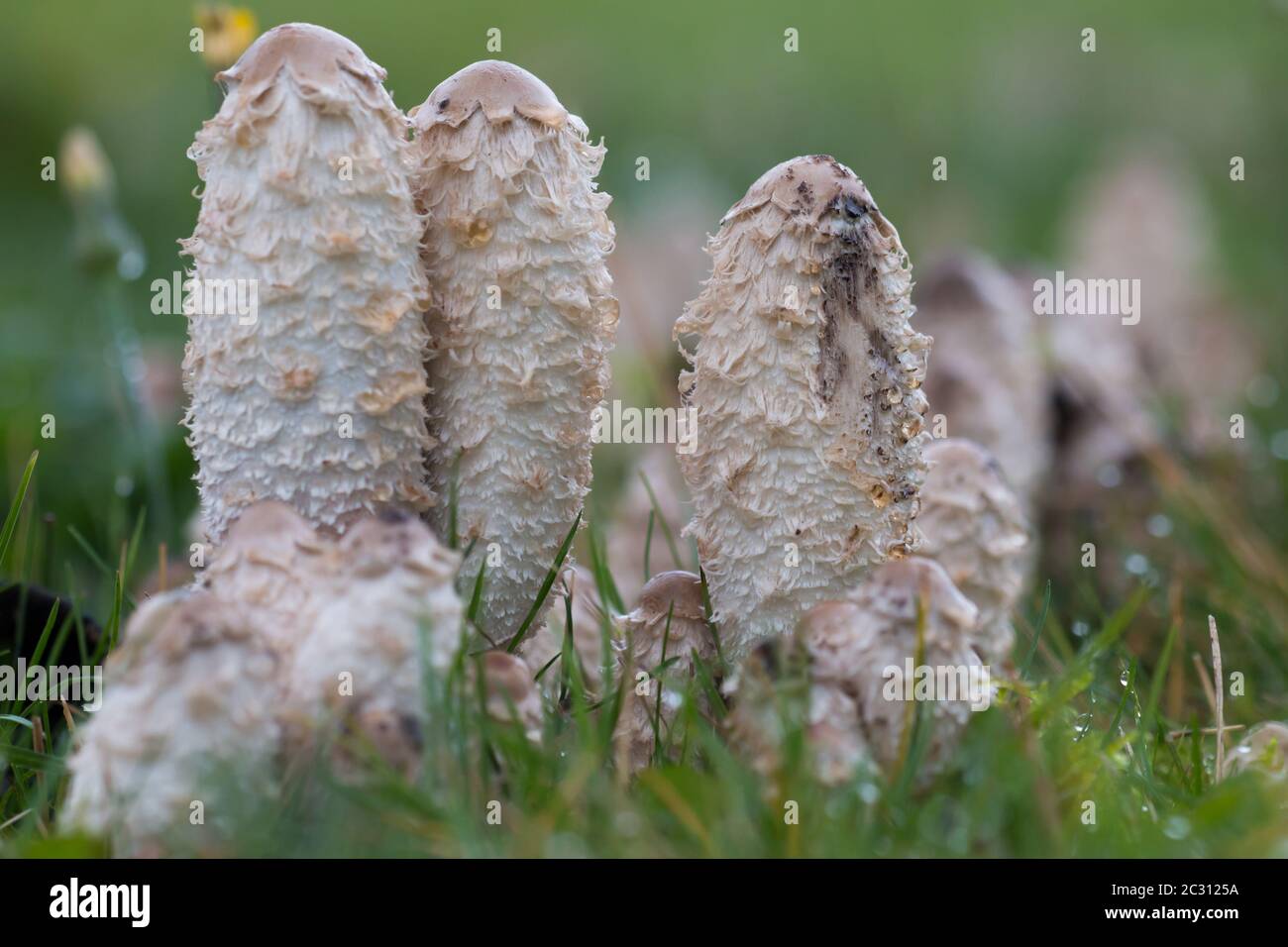 Groupe de bouchons d'encre frais déchiqueteux (Coprinus comatus) Banque D'Images