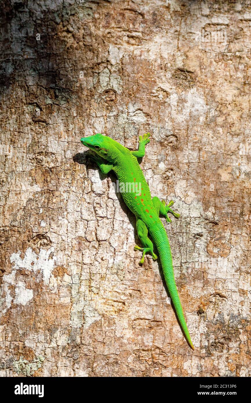 Vert gecko Phelsuma Madagascar faune Banque D'Images