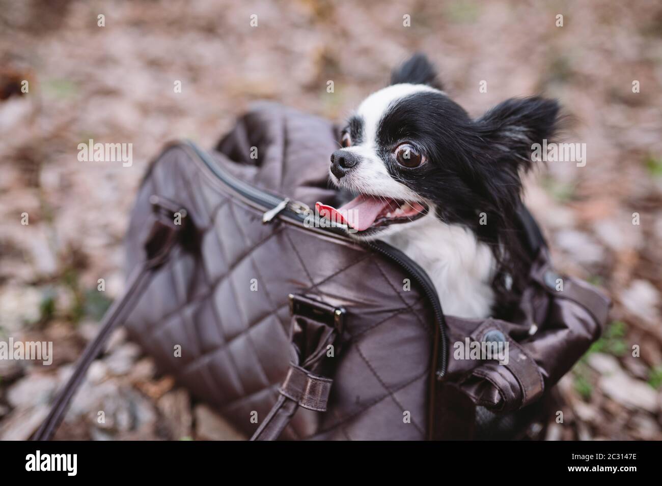 Transporteur Voyage des animaux. Pet Carrier pour petit chien. Sac de  transport pour chien. Chihuahua et animal. Le transport d'un chien dans un  sac à main Photo Stock - Alamy