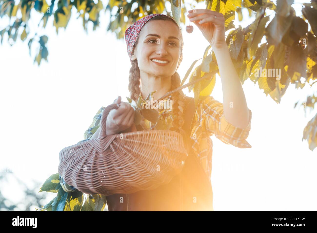 Femme plumant cerises de arbre en temps de récolte pendant le coucher du soleil Banque D'Images