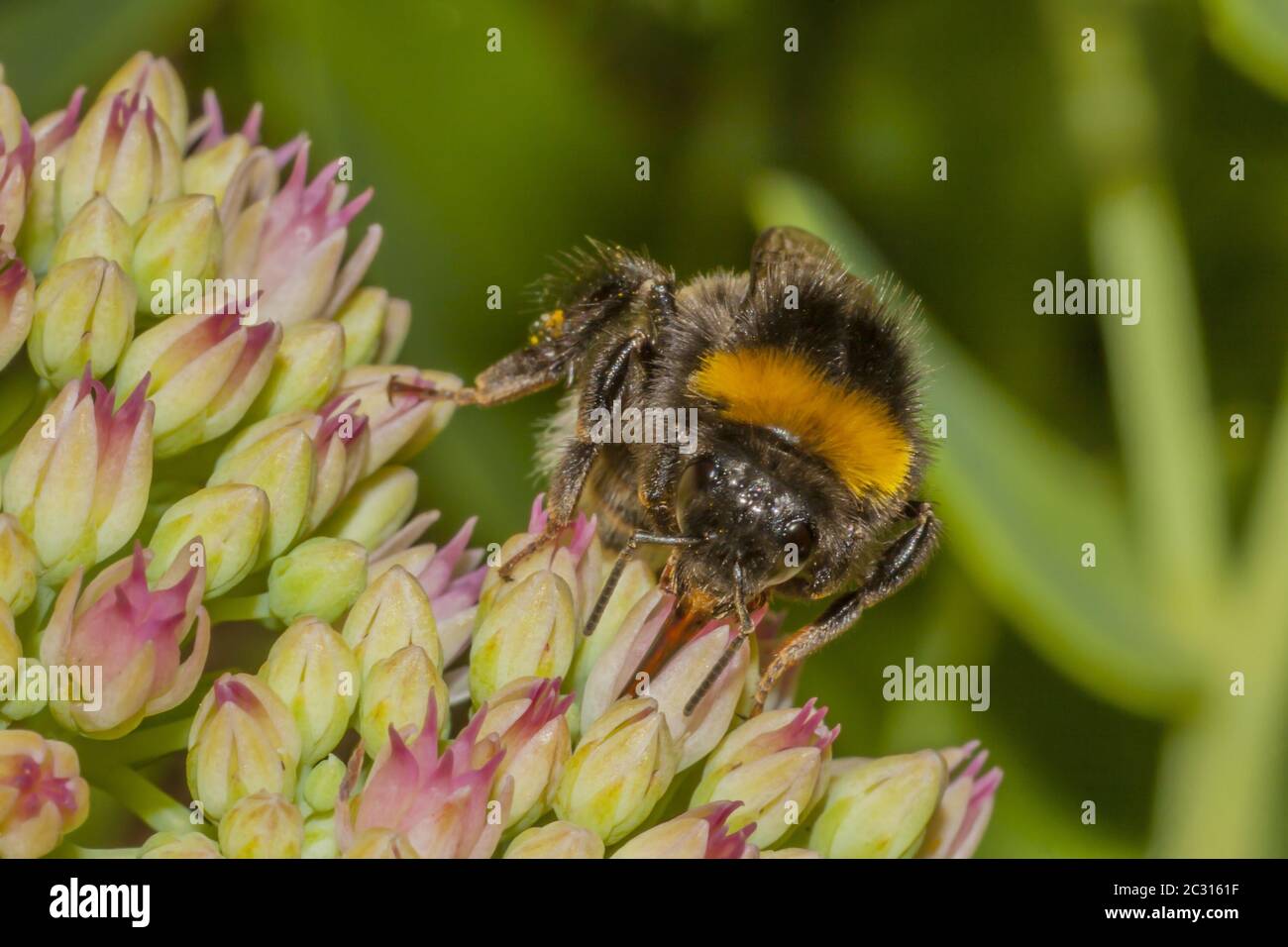 « Bombus pratorum » Banque D'Images