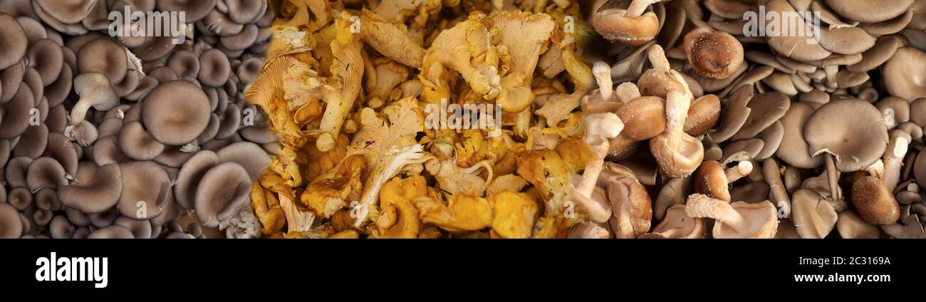Vue sur les champignons Banque D'Images
