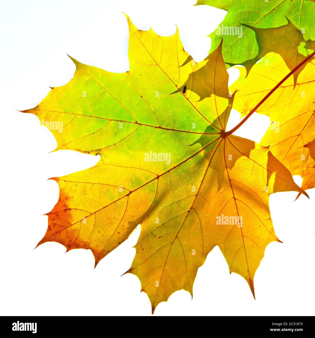 Les feuilles d'automne jaune Banque D'Images