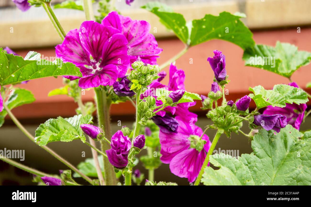 Crâne fleuri, Geranium magnilum, le jour de juin ensoleillé Banque D'Images
