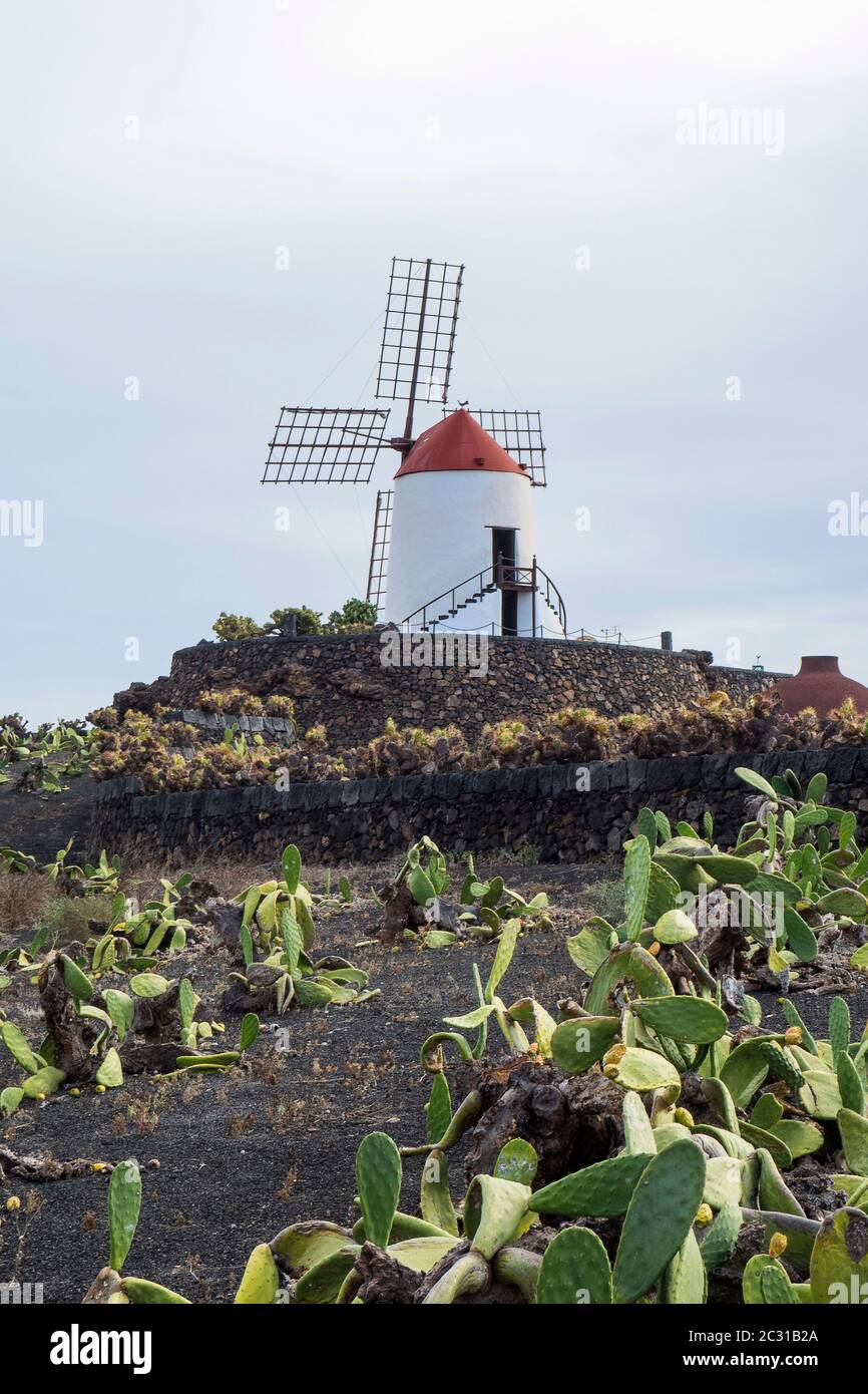 Espagne, îles Canaries sur Lanzarote - jardin de cactus à Guatiza Banque D'Images