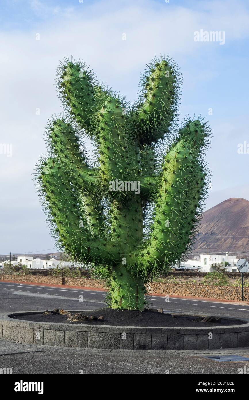 Espagne, îles Canaries sur Lanzarote - jardin de cactus à Guatiza Banque D'Images